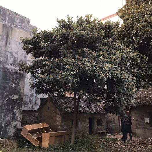 方城县茂木枇杷树苗 四十公分玉兰树，二十公分枇杷树