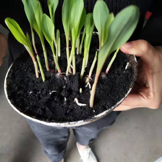 利津县菌肥  【厂家直销】菌豆海藻肥