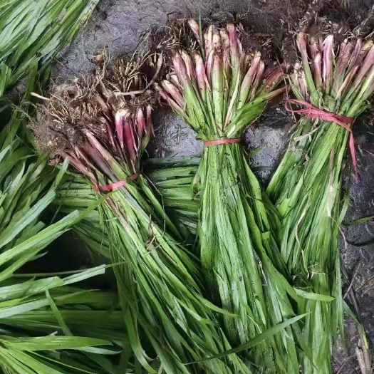 安新县菖蒲苗 水菖蒲苗