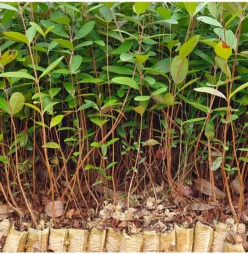 桃金娘苗山棯子树苗带杯发货适合庭院/山坡种植易活