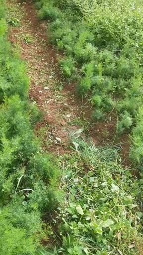 泸西县云南大天门冬出售