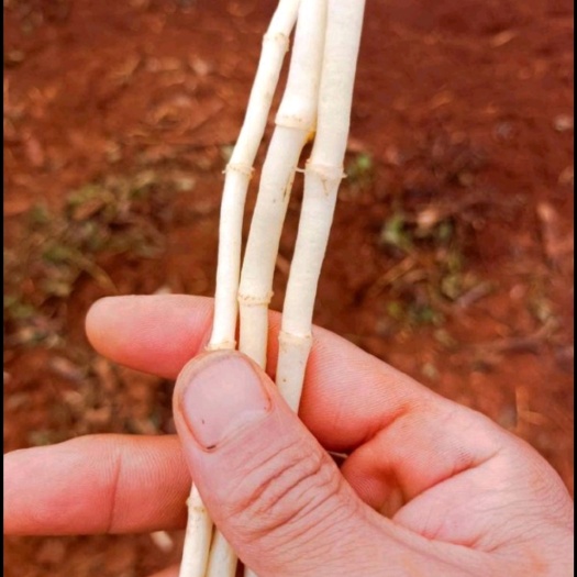 昆明白茎鱼腥草 鱼腥草种根折耳根种子