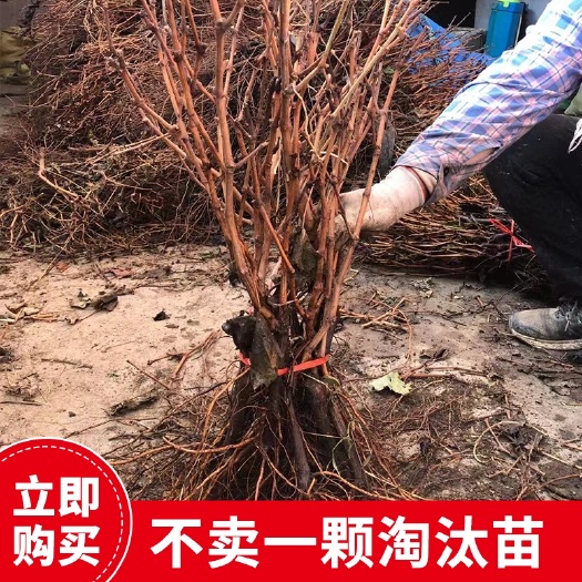 平度市泽山一号葡萄苗 泽山一号