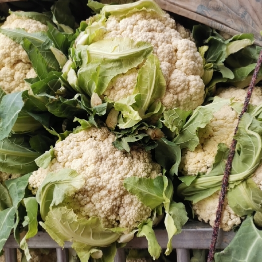 新野县白花菜花 有机松花菜大量上市中，质量好价格低有需要的联系。