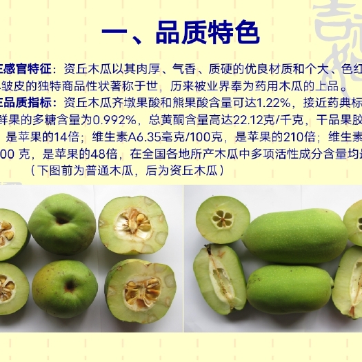 长阳县皱皮木瓜苗   资丘木瓜苗 药用木瓜苗 无籽木瓜苗