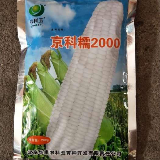 华容县京科糯2000玉米种子 农科玉京科糯2000白糯玉米种子