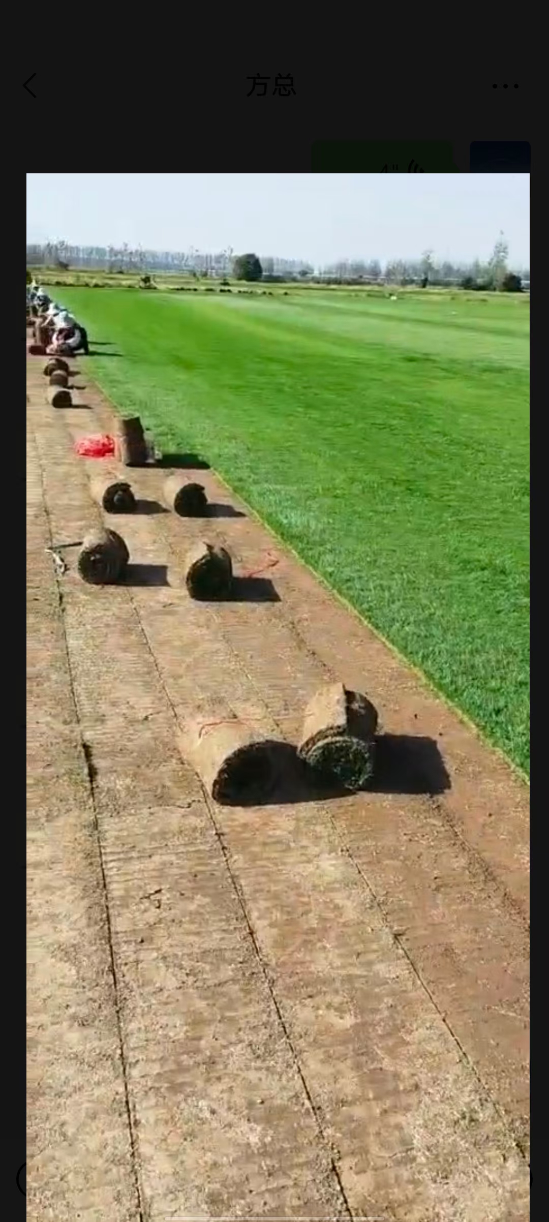 马尼拉，百慕大，百慕大混波黑麦草