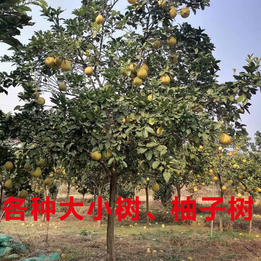 湘潭县冰糖柚苗  沙田柚树 柚子树大苗