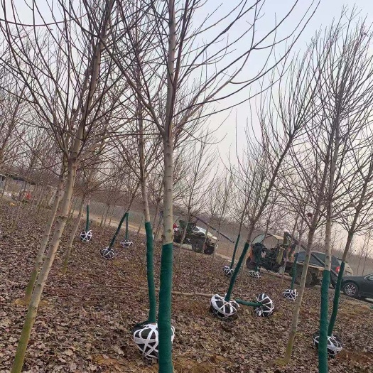 郯城县 美国红枫【红冠红枫】大量有货，自家苗圃390亩，欢迎考察订购