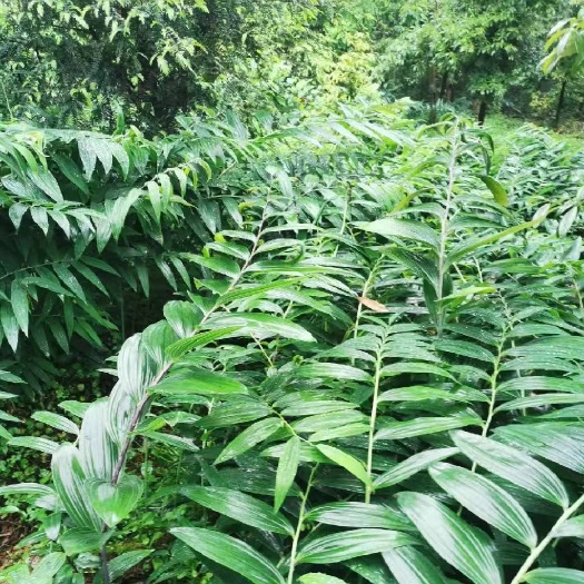 衡阳县姜形黄精 鲜货 湖南省衡阳市衡阳县 