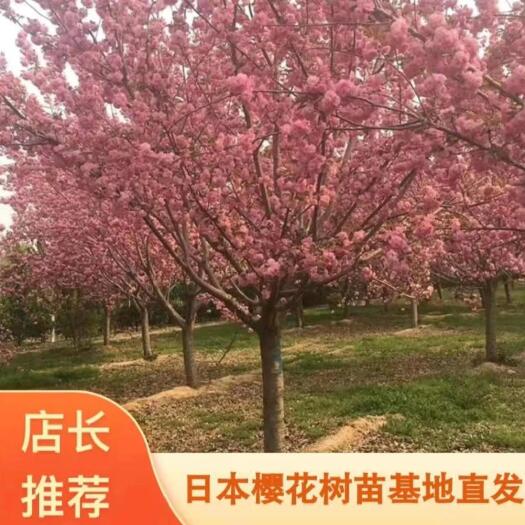 沭阳县樱花树苗日本晚樱南方北方种植盆栽地栽四季常青开花庭院花木树苗