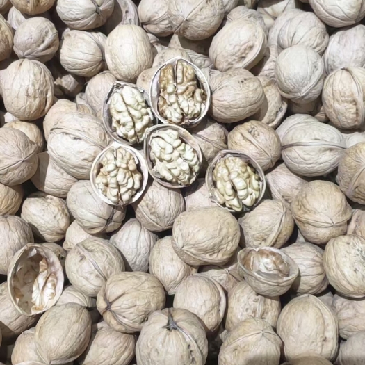 郑州薄皮核桃   新疆185纸皮核桃  一件20斤大现货  产地