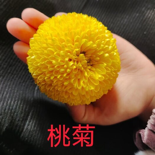 鹿邑县出售黄山贡菊苗陶菊苗七月菊苗婺源皇菊苗金丝皇菊苗老根苗扦插