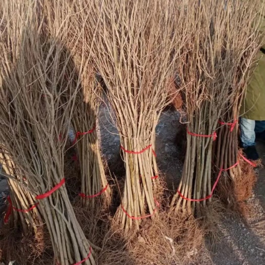 泰安突尼斯软籽石榴树苗，黑籽石榴树苗，大红袍石榴苗，泰山红石榴苗