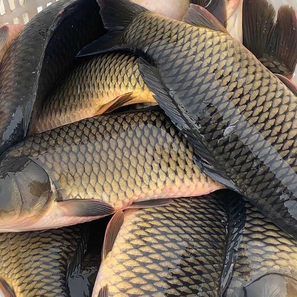 宜良縣黃鯉魚，鯉魚苗，大小規格齊全常年供應