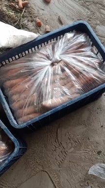 阿拉尔市黄胡萝卜 新疆维吾尔自治区阿克苏地区温宿县 