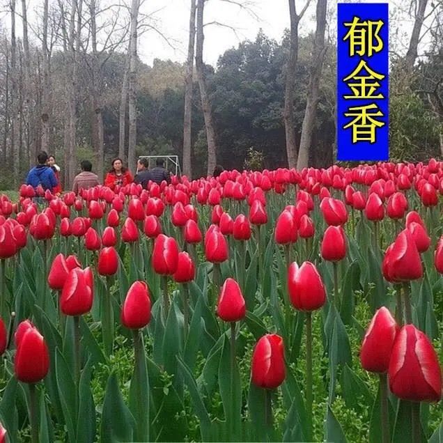 带芽发货郁金香种球水培四季开花室内外花卉盆栽植物耐寒好