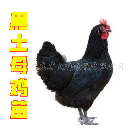 广州黑土鸡苗 黑1.8母鸡苗 黑二母鸡苗 黑凤鸡苗 全国发货