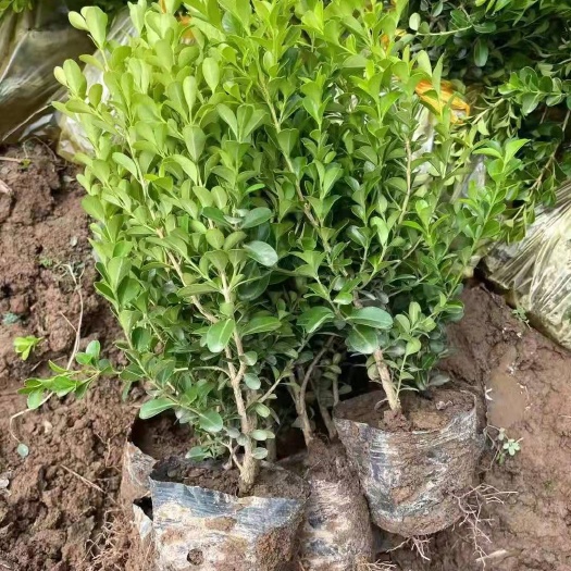 周至县小叶黄杨苗 小叶黄杨
