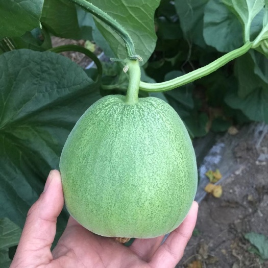 各种类型甜瓜苗，羊角蜜，绿宝，博洋九，西州蜜，伊丽莎白，网纹