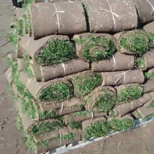 南京马尼拉，百慕大，百慕大混波黑麦草