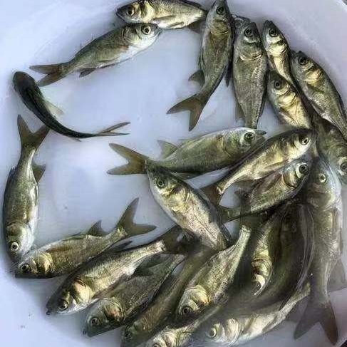 大头鱼鱼苗，水库养殖品质很好自养自销，量大包运输！
