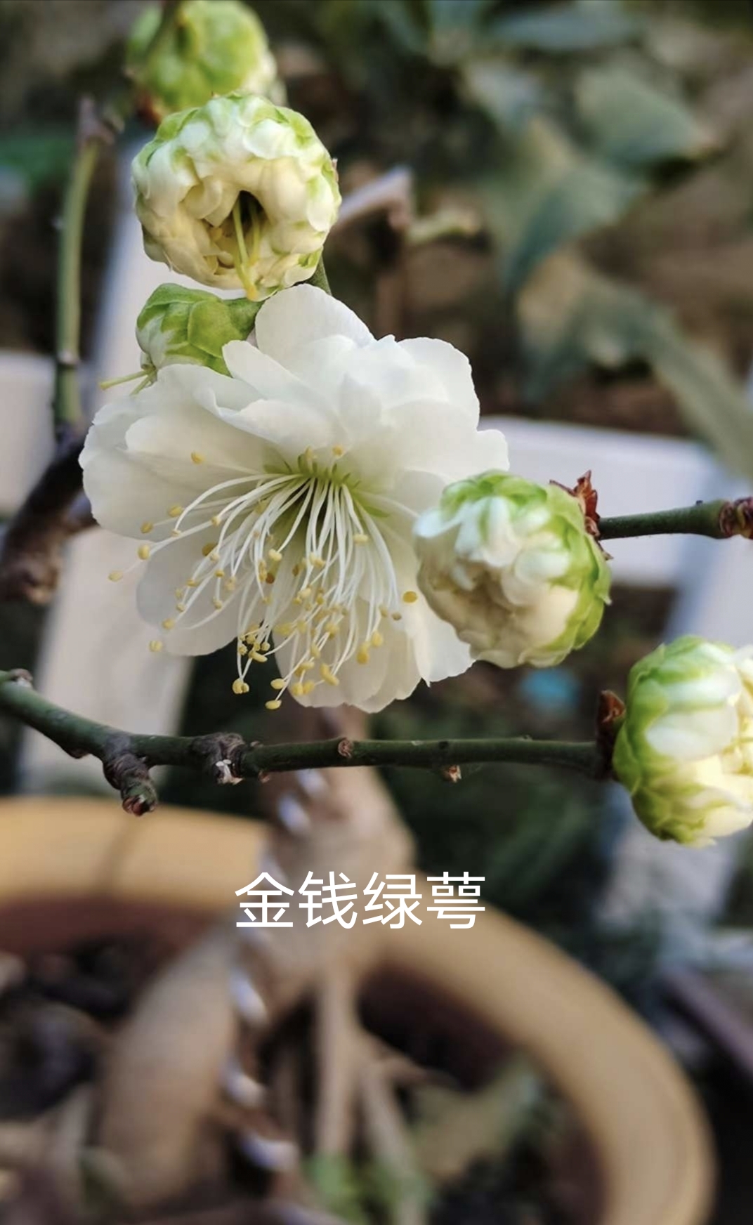 A pair of white jade 'dragon' and 'cicada' beads, Eastern