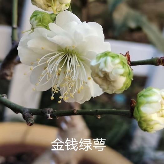 新沂市原生金钱绿萼梅花苗