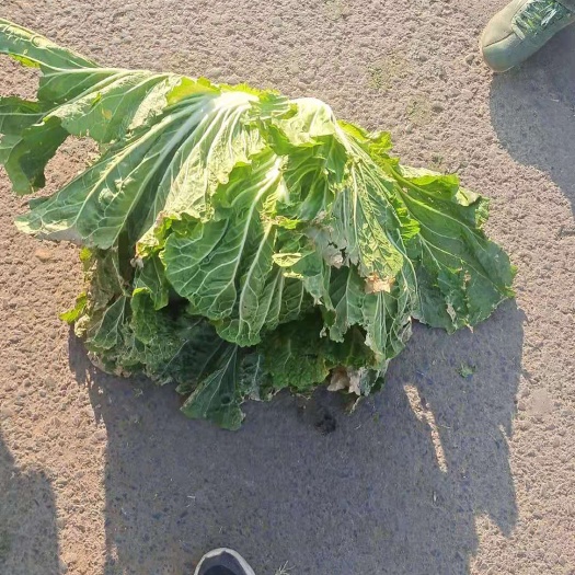 汝州市青杂三号白菜 青杂三号毛菜，大量现货，要入库的联系了？