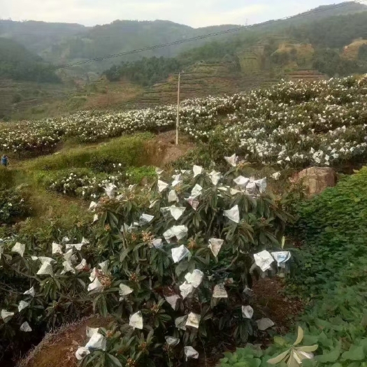 攀枝花米易枇杷 水果