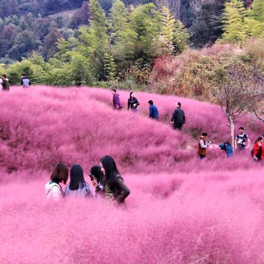 宿迁粉黛乱子草种子网红草花种籽子毛芒乱子草多年生花种子景观花种