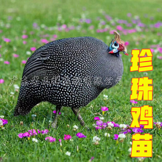 广州珍珠鸡苗 广州批发珍禽鸡苗 一千只起发货