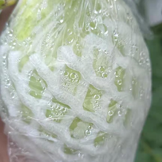 廉江市番石榴，脆甜可口