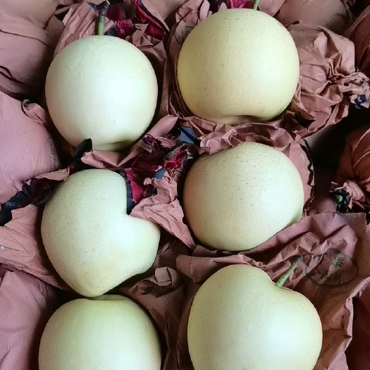 蒲城县蒲城皇冠梨