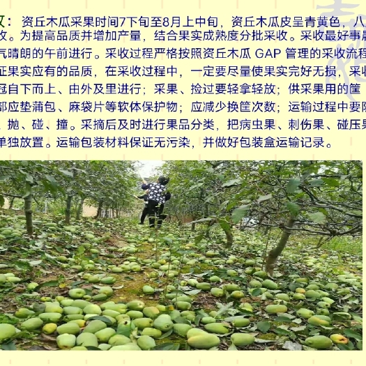 长阳县皱皮木瓜苗  木瓜苗 皱皮无籽木瓜苗 资丘木瓜苗