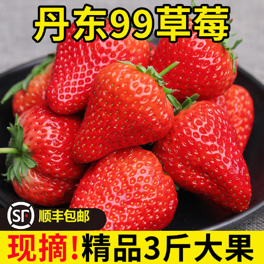 东港市红颜草莓 丹东九九草莓红颜九九牛奶新鲜草莓