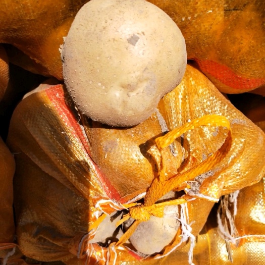 武威大西洋土豆 大西洋2-4两 3.5两通天