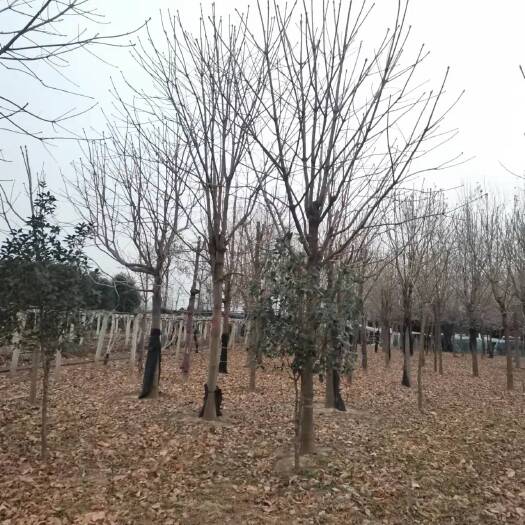 南召县 16七叶树