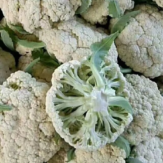 瑞安市花菜   精品花菜，白面青梗花菜，松花菜，
