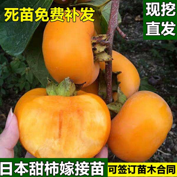 苍溪县脆柿苗 摘下即食 甜脆柿子树苗南北方种植 包邮