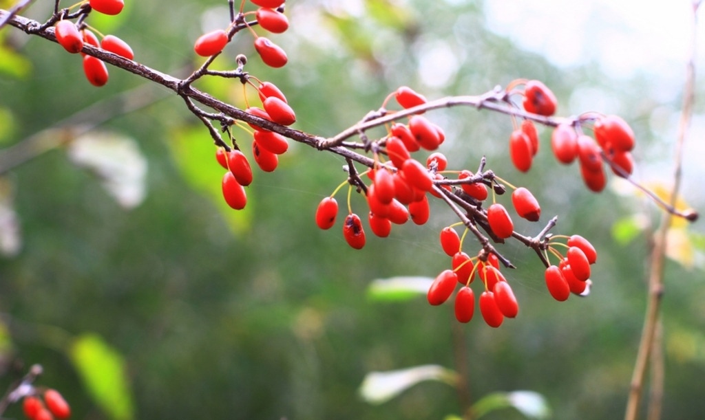 山茱萸树 山茱萸