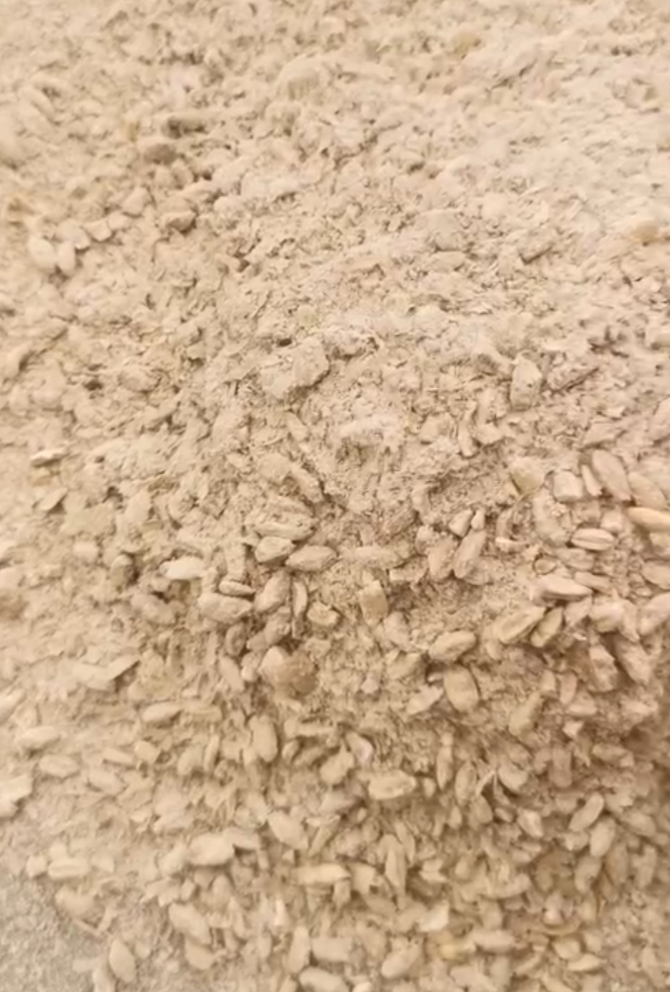石家庄麦毛   面粉厂麦毛  无尘无土 带部分小麦粒