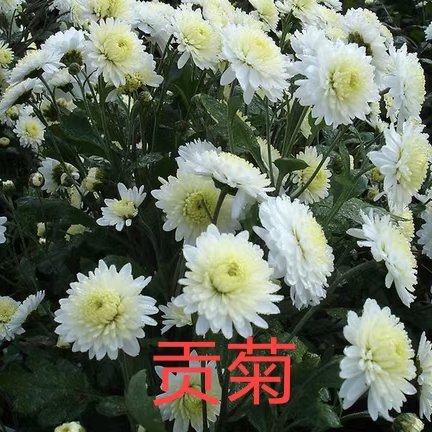 鹿邑县菊花苗预订  提前预订各个品种菊花苗金丝皇菊黄山贡菊陶菊七月