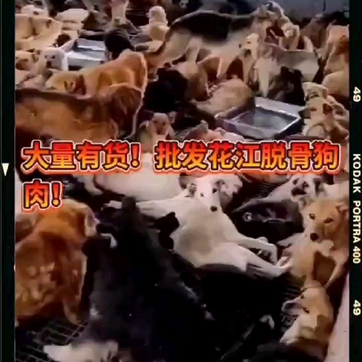 泗县 狗