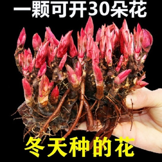 沭阳县多花芍药  芍药花苗根块荷兰芍药花根种子籽多年生带花芽套