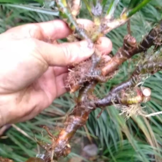 洪雅县石菖蒲苗菖蒲苗四川品种野生家种种苗宽叶石菖蒲