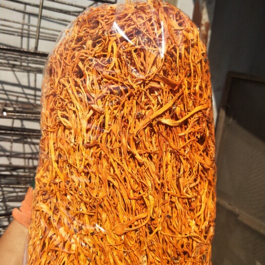 灯塔市北虫草虫草花干货批发，东北北虫草种植基地，直接拿货价格合理，