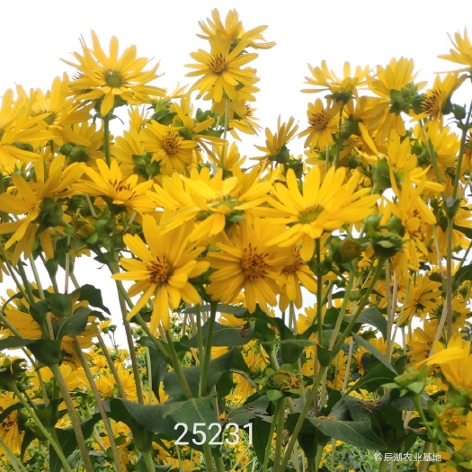 青神县蛋白菊种子种苗