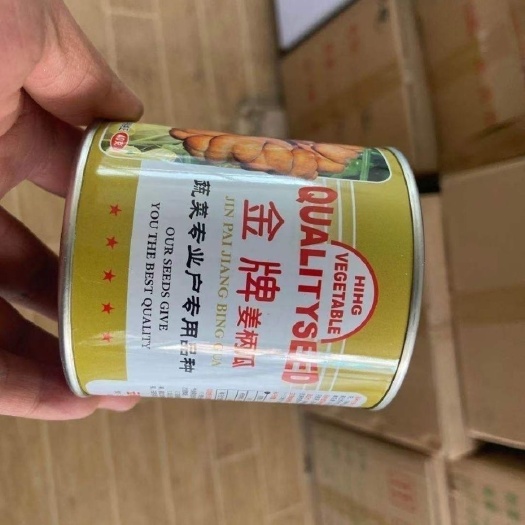 通海县 姜柄瓜种子  玉溪姜柄瓜 40克装550粒种子 小瓜种子
