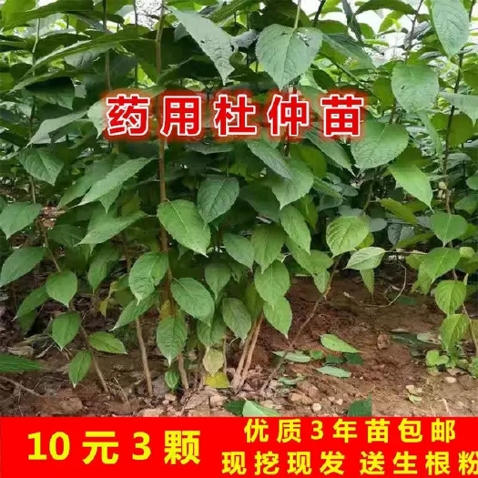 绛县杜仲苗 杜仲树苗药用苗木杜仲树盆栽地栽野生杜仲树苗绿化树苗杜仲树包邮